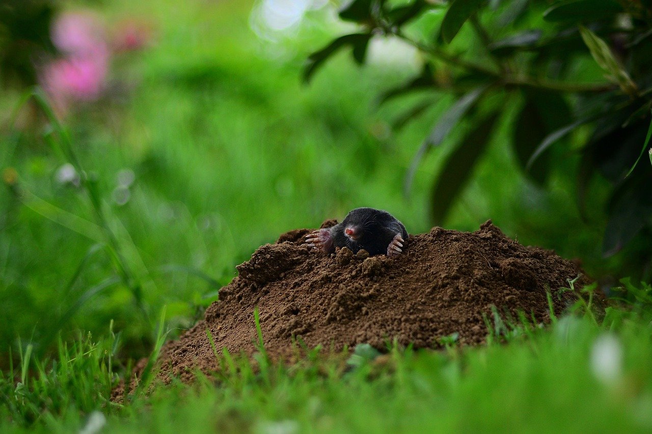 Voles Vs Moles How To Tell The Difference And How To Get Rid Of Them